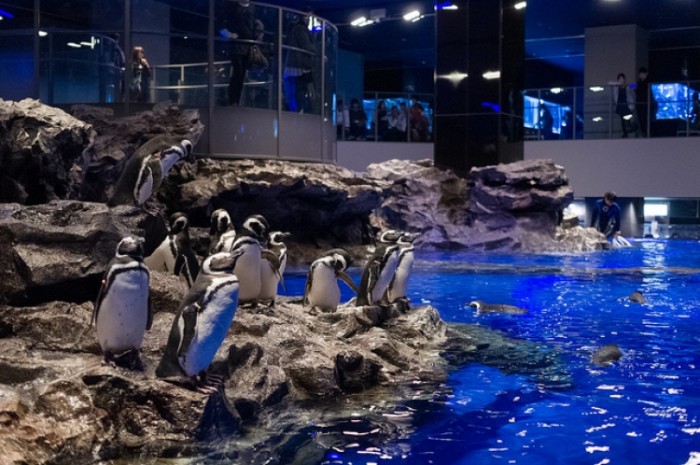 來源: http://penguin-book.com/aquarium-sumida/