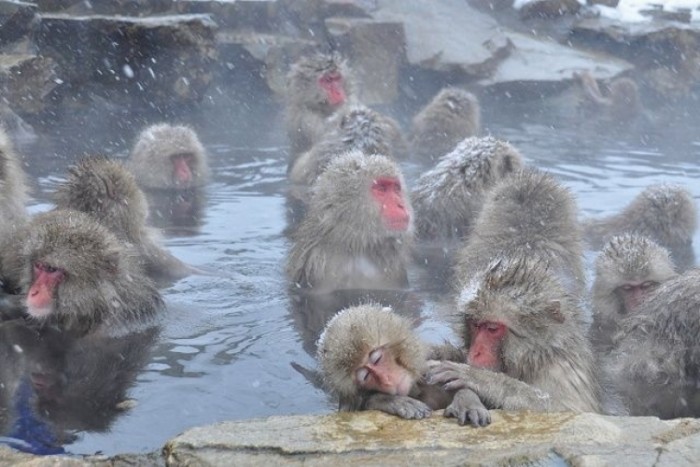 來源: http://minkara.carview.co.jp/userid/320259/car/217071/1841819/photo.aspx