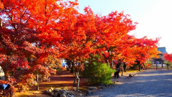 來源: http://blog.goo.ne.jp/teinengoseikatukyoto/e/d15ece0c42235580e8981a09c32702f1