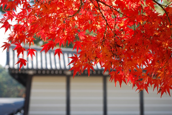 來源: http://fng.or.jp/kyoto/place/autumn.html