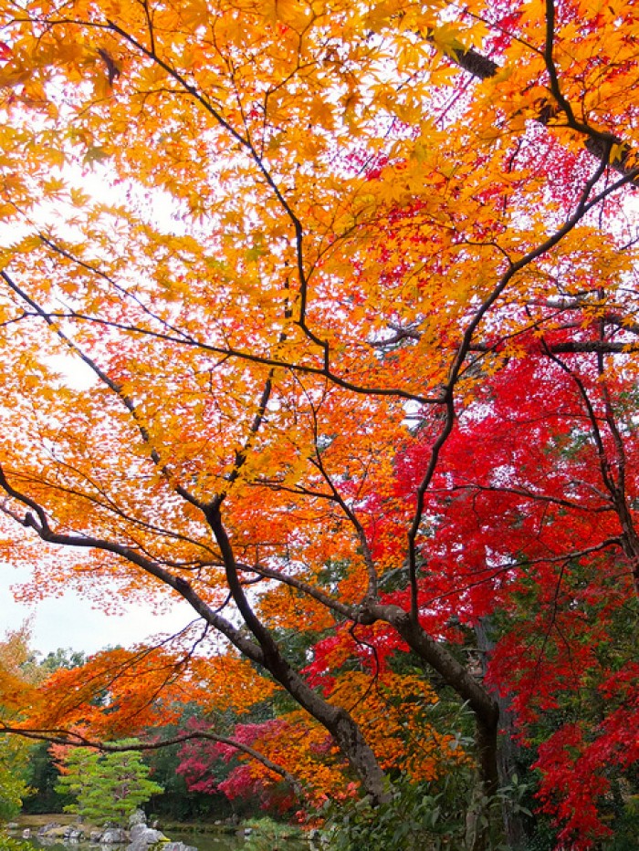 來源: http://littlefishmom.com/travelfood/kyoto-kinkakuji/