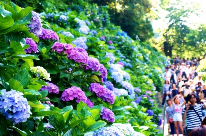 來源: http://sakurabeautiful.com/?p=130