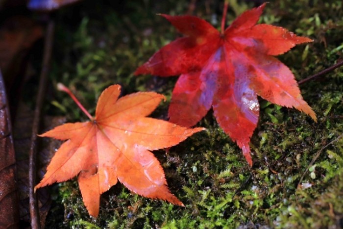 來源: http://d.hatena.ne.jp/hiroshisj/20151029/1446108968