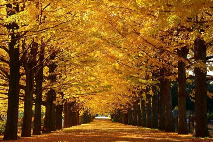 來源: https://www.facebook.com/showakinenkoen/photos/pb.1684744801762237.-2207520000.1458797956./1707863592783691/?type=3&theater