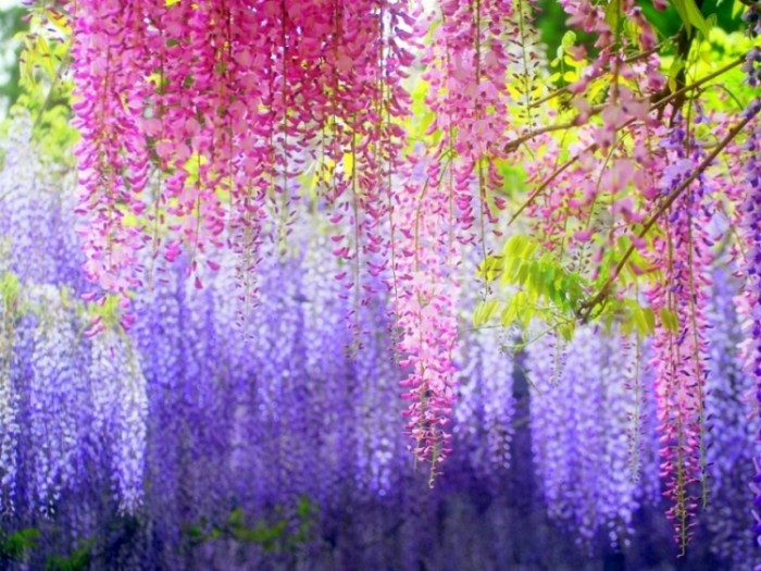 來源: http://ameblo.jp/fukumituko-0911/entry-12014699993.html