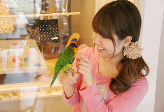 來源: http://kotoricafe.jp/hzk_img/supportstaff/sp03.jpg