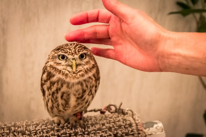 來源: http://www.timetravelturtle.com/2015/02/tokyo-owl-cafe-akiba-fukurou/