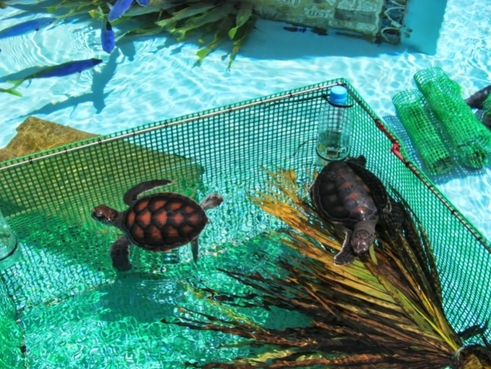 來源: http://kame-aquarium.blogspot.jp/2011/07/blog-post.html