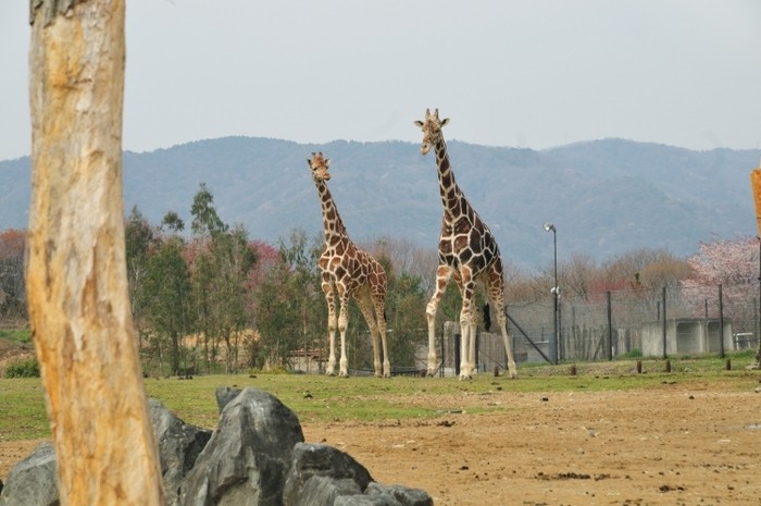 來源: http://ideemon.livedoor.biz/tag/