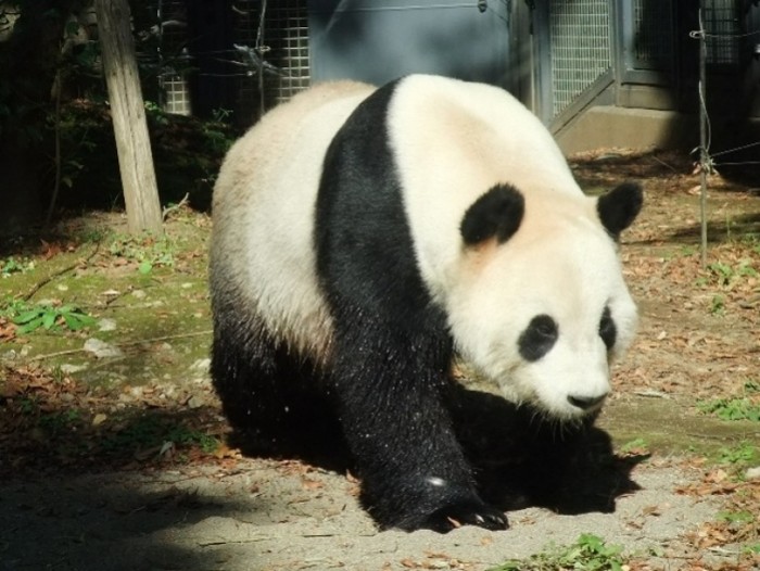 來源: http://blogs.yahoo.co.jp/anpanpocky/33668638.html