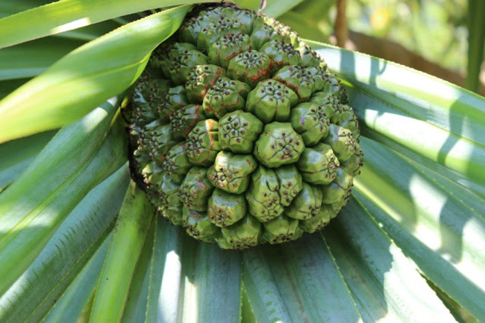 來源: http://faithhopelove1cor13-13.blogspot.jp/2013/03/photos-of-moanalua-garden-and.html