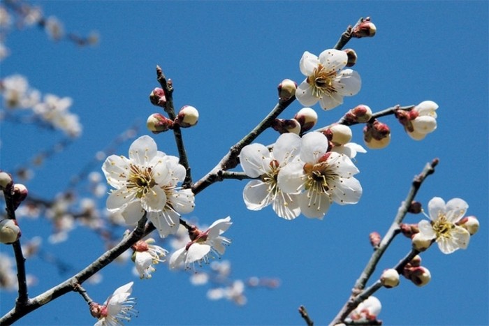 來源: http://oogawara.com/umegaesou.html