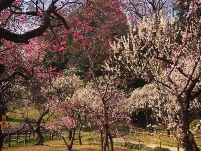 來源: http://toutoi-tokyo.blogspot.jp/2013/03/koishikawakorakuen.html