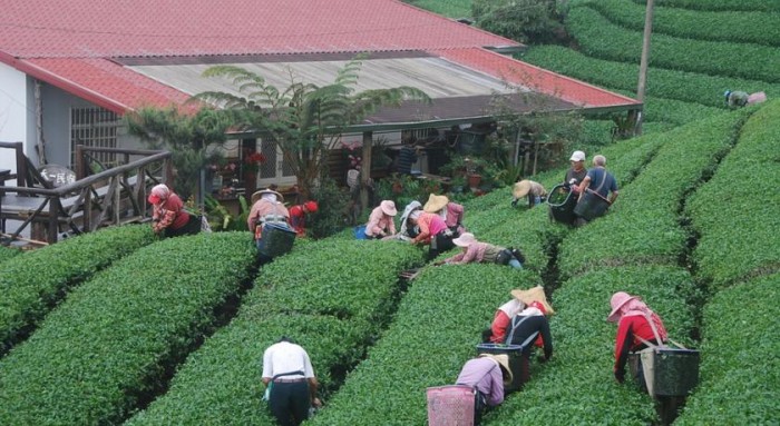 來源: https://www.agoda.com/zh-tw/tianyi-homestay/hotel/chiayi-tw.html