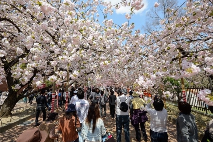 來源: http://www.jpcoast.com/tag/1720_1.html