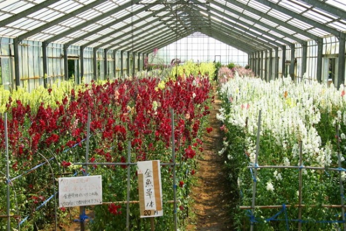 來源: http://www.360navi.com/11chiba/02tateyama/02flower/
