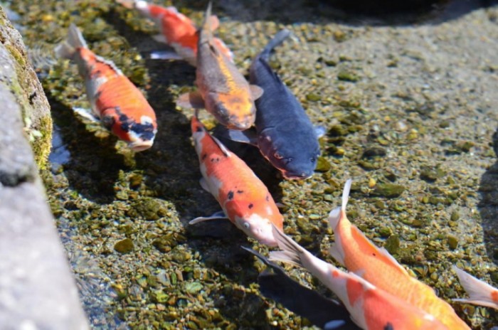 來源: http://www.shimakanren.com/spots/detail/1316