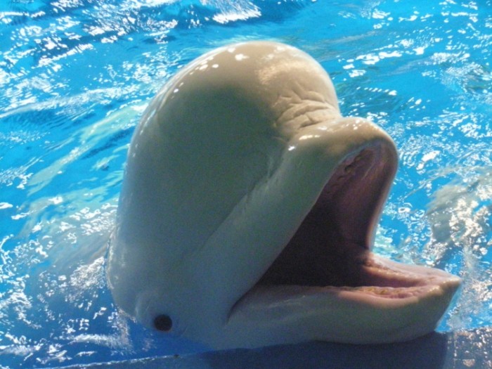 來源: http://blog.livedoor.jp/yssk222/tag/%E6%96%B0%E6%B1%9F%E3%83%8E%E5%B3%B6%E6%B0%B4%E6%97%8F%E9%A4%A8