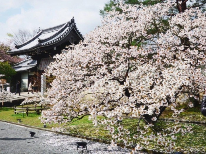 來源: http://kioto-syokai.at.webry.info/201504/article_16.html
