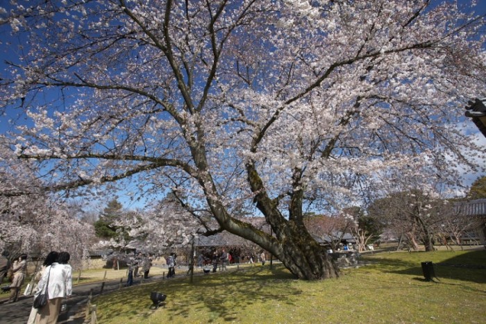 來源: http://www.tabi.photo/album/common/common_201_250/common_album_226.php