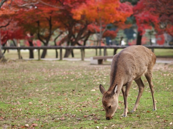 來源: http://hiroclover.exblog.jp/14101091/