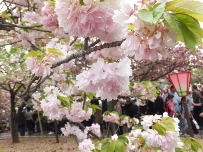 來源: http://blog.goo.ne.jp/otchan1/e/c0c88a1e5bb1bedda7ebf1d9bdf98bb4
