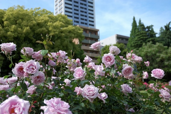 來源: https://wakasa15thfd.wordpress.com