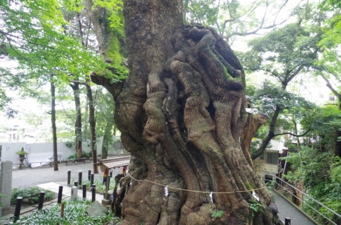 來源: http://blog.goo.ne.jp/grenkomati00/e/1851d89162c63ed90a194af52c4585d2