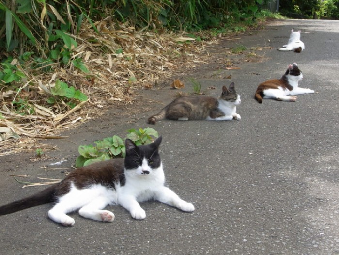 來源: http://photo.cattown.net/180