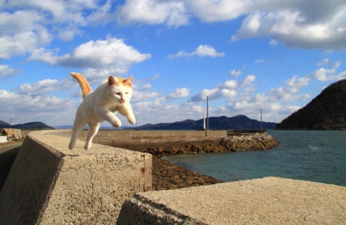 來源: http://blog.goo.ne.jp/shimajiro723/e/9d42e0bf6ee3f4e4149274f0245614f3