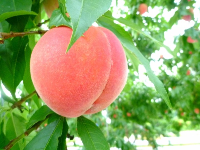 來源: http://www.new-fukushima.jp/archives/14553.html